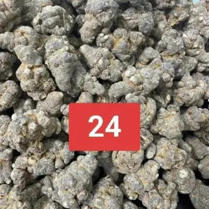 24 Củ Tam Thất Bắc Khô