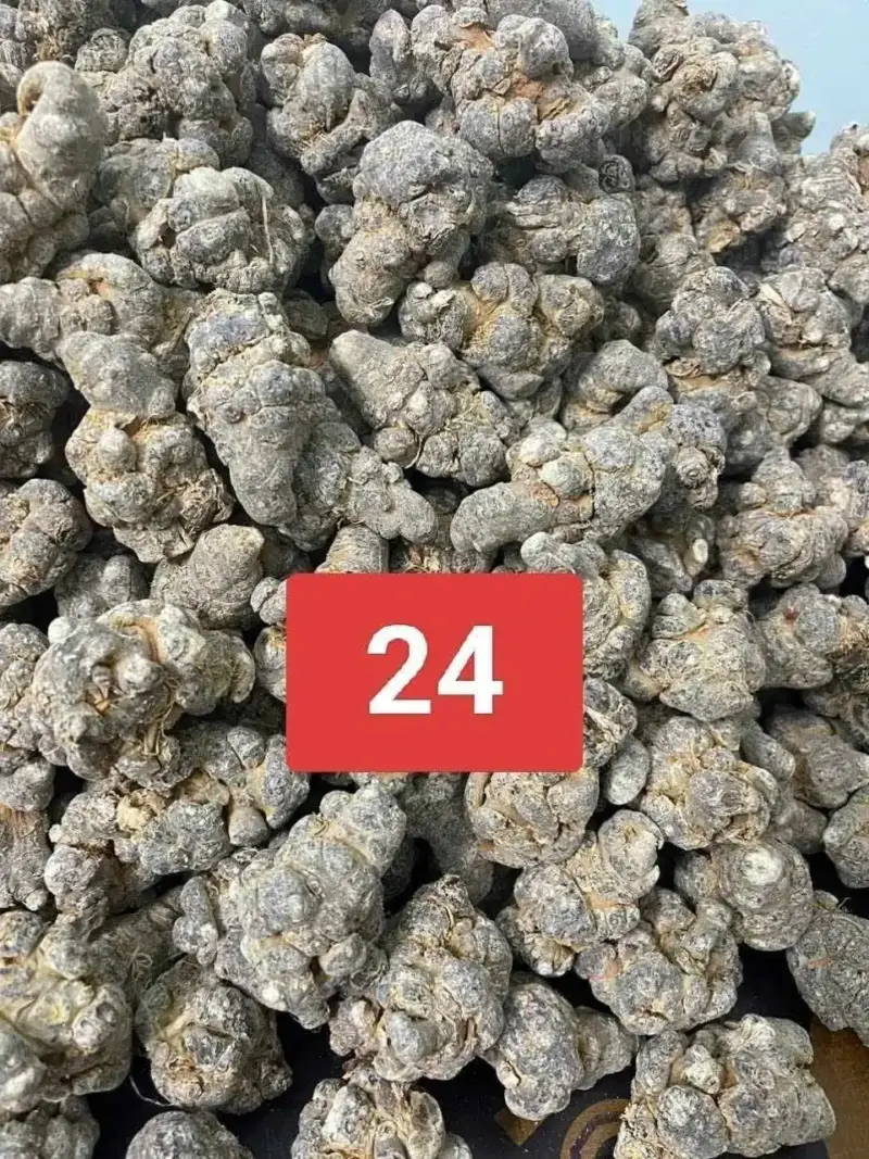 24 Củ Tam Thất Bắc Khô