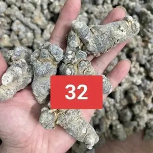 32 Củ Tam Thất Bắc Khô