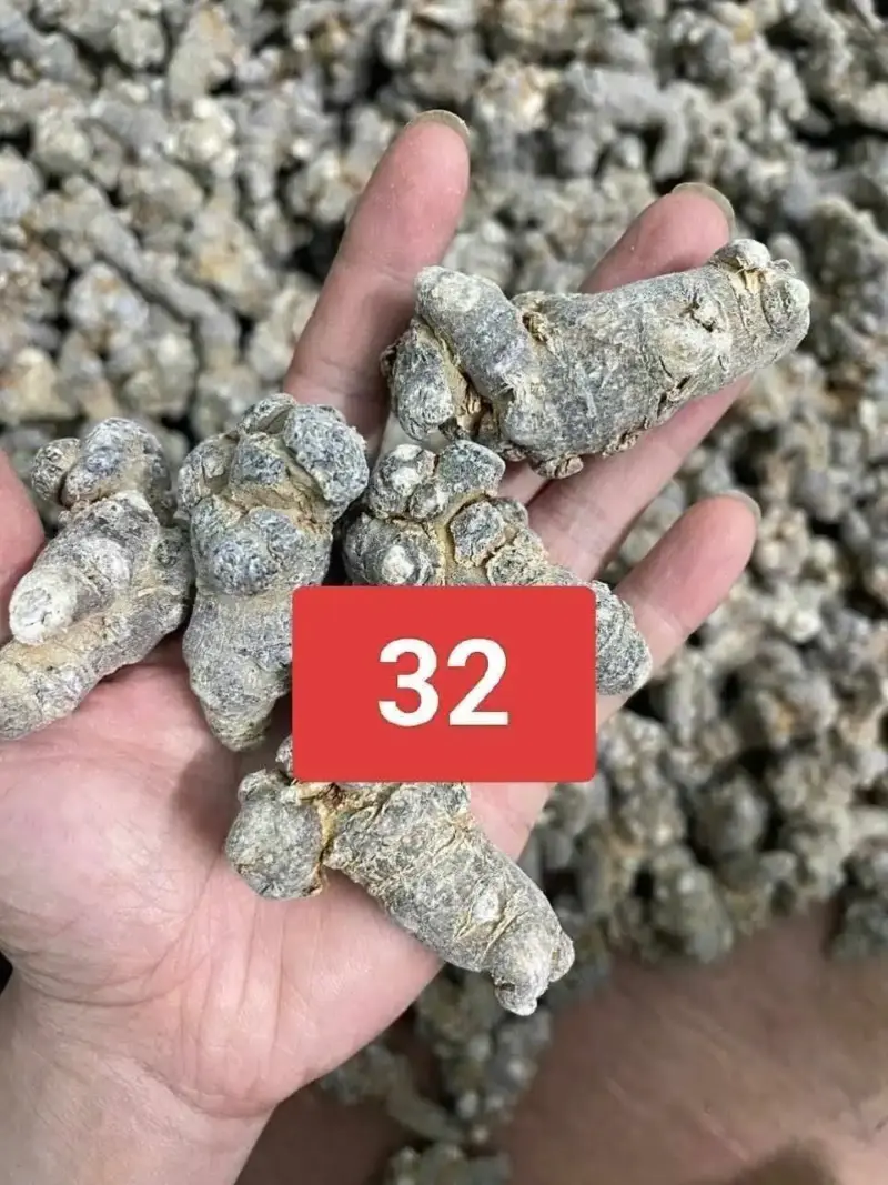 32 Củ Tam Thất Bắc Khô