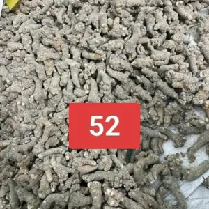 52 Củ Tam Thất Bắc Khô