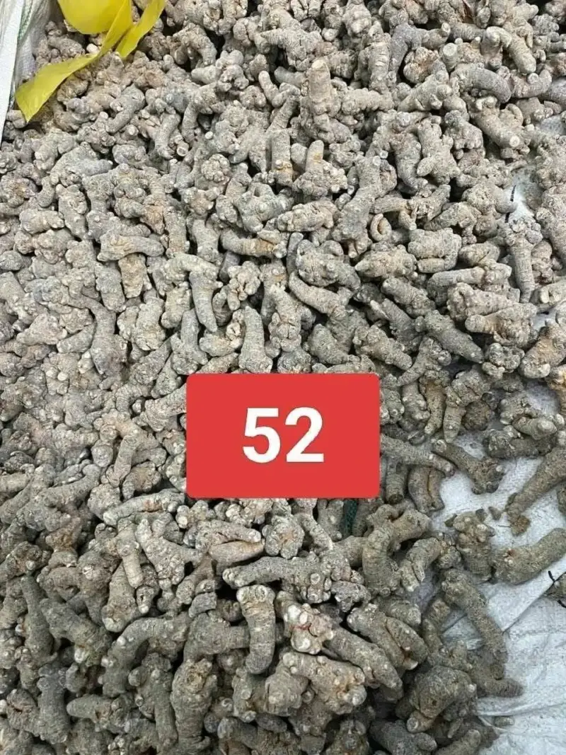 52 Củ Tam Thất Bắc Khô