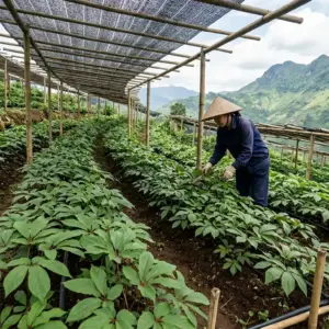tam that bac 3 Củ Tam Thất Bắc Khô