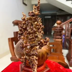 z7889519855466_f64779e2253205b3afe1a51a63469e9d_Bình Mai Đổ Gỗ Sưa Bắc Giá 5.900 Triệu Kích Thước Cao 27cm, Ngang 38cm, Sâu 20cm Bình Mai Đổ Gỗ Sưa Bắc Cao 27cm